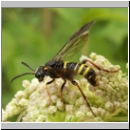 Tenthredo vespa - Blattwespe m13.jpg
